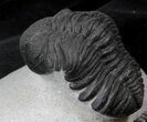 Detailed, Phacopid Trilobite - Mrakib, Morocco #36148-2